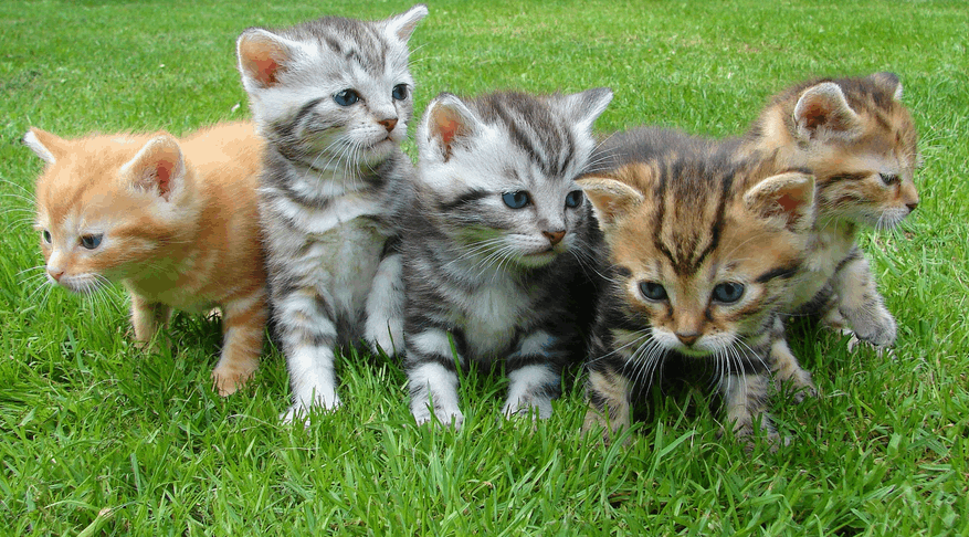 five kittens