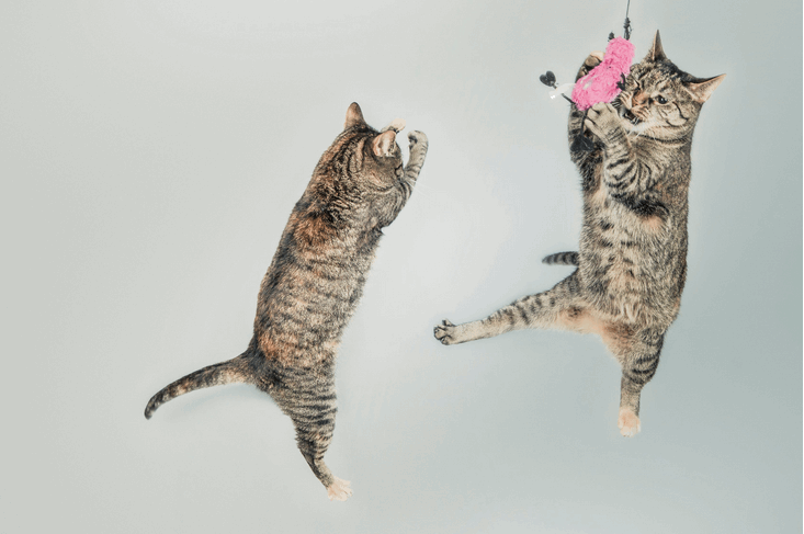 cats playing