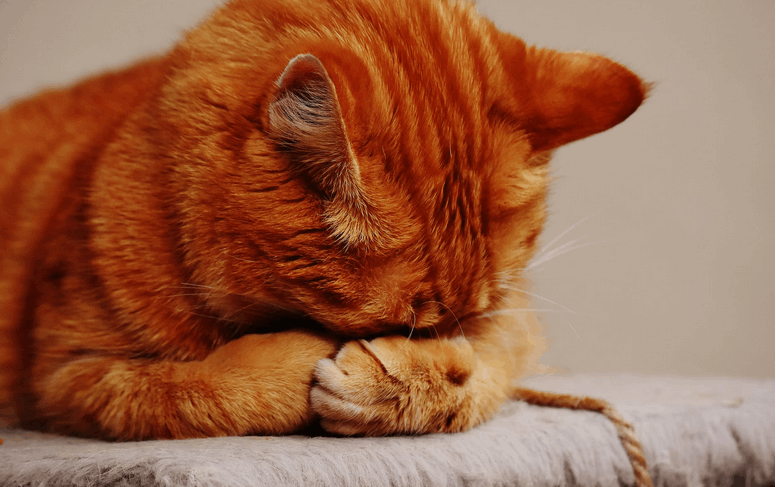 cat hiding its face
