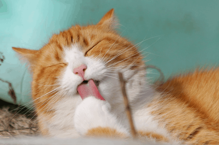 cat licking itself